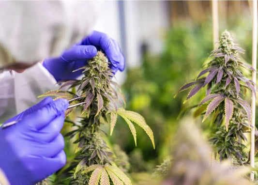 What is a CBD COA & why are they important?